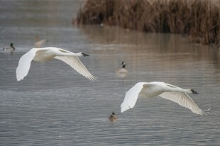天鹅于水面展翅飞翔