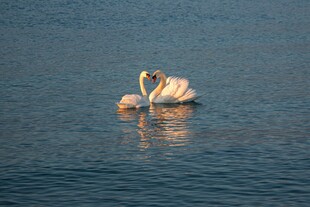 水面上的两只优雅天鹅