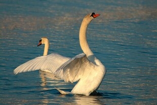 天鹅展翅于波光湖面