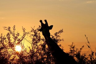 夕阳下的长颈鹿剪影