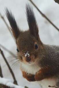雪地中的可爱松鼠