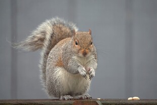 松鼠进食瞬间