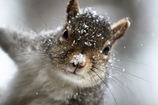 雪中松鼠萌态十足