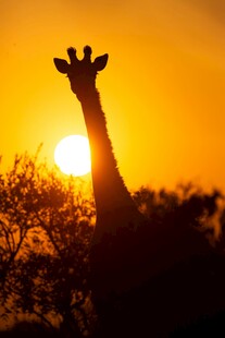 夕阳下的长颈鹿剪影