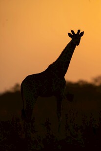 夕阳下的长颈鹿剪影