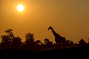 夕阳下的长颈鹿剪影