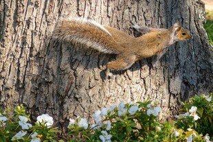 树干上的松鼠