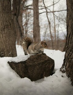 雪地中休憩的两只松鼠
