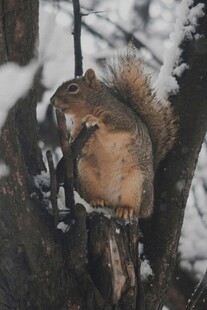 雪地中松鼠栖息于树枝间