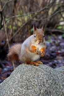 岩石上进食的可爱小松鼠