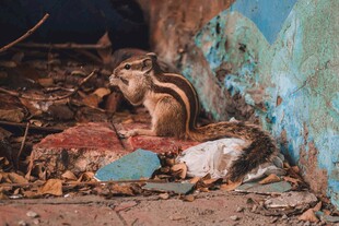 废墟中的猫咪