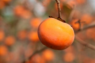 枝头橙柿
