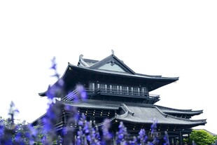 古建旁绽放的紫色花卉