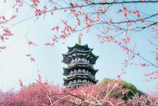 樱花簇拥下的古风塔楼