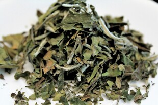 一堆新鲜的绿茶叶