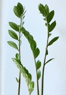 清新绿植三株
