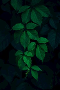 暗背景下的翠绿叶片