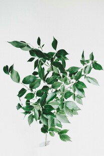 清新绿植盆栽