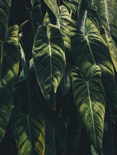 深绿繁茂的热带植物叶片