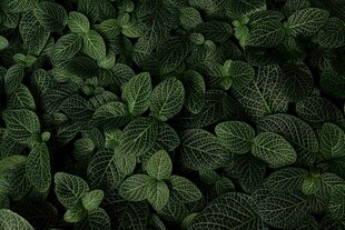 翠绿繁茂的叶片特写