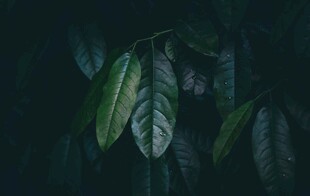 深绿背景下的生机叶片