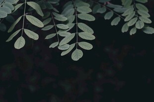 枝叶低垂的静谧景象