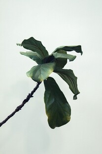 单枝绿叶植物特写