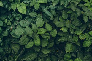 翠绿繁茂的植物叶片特写