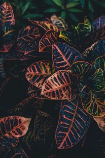 多彩斑斓的热带植物叶片