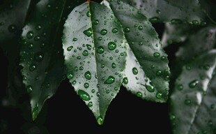 带水珠的翠绿叶片