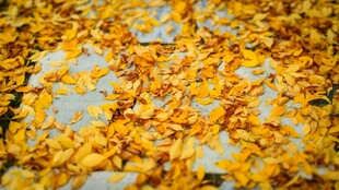 金黄碎屑铺满烘焙烤盘