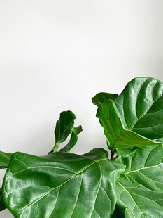 大叶片绿植特写