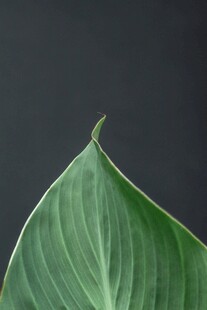 翠绿叶片特写