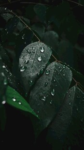带水珠的绿叶特写