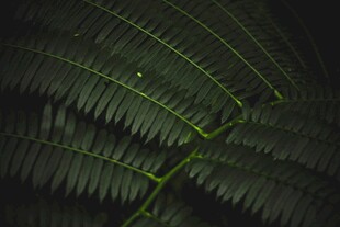 蕨类叶片特写