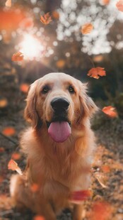 秋日里吐舌的可爱金毛犬
