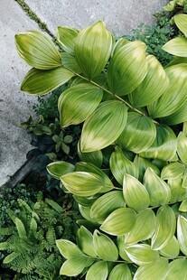 翠绿叶片的清新植物组合
