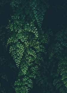 翠绿藤蔓枝叶繁茂景象