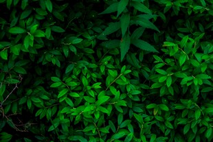翠绿繁茂的植物叶片