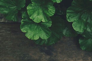 翠绿荷叶近水面
