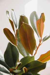 多彩叶片植物特写