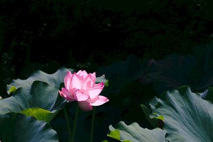 娇艳荷花绽放于绿叶间