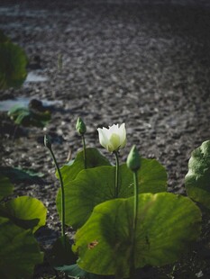 湖畔绽放的洁白荷花