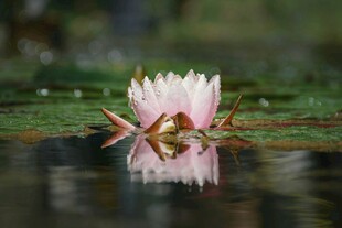 水中绽放的美丽粉色睡莲