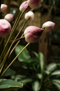 粉嫩花苞绽放生机