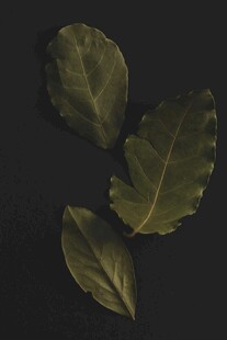 三片深绿叶片特写
