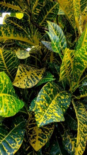 斑斓花叶植物特写