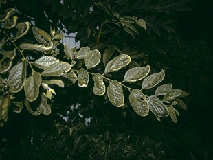 翠绿叶片间的紫色小花