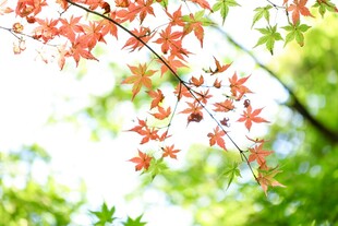 红枫叶在绿意中绽放