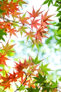 秋日红枫叶特写